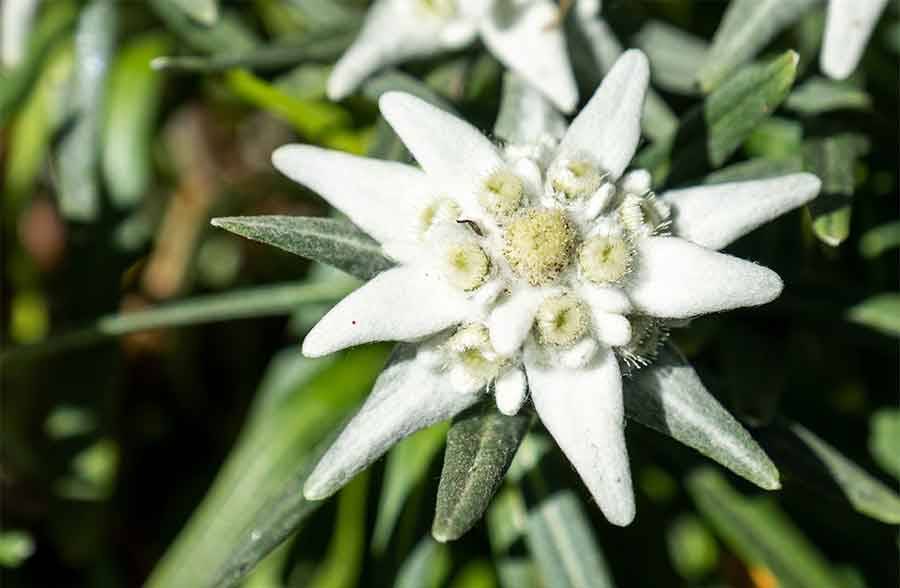 Stella Alpina, amica della pelle e non solo… - Elisir di Salute - Rivista  di medicina, alimentazione, ecologia