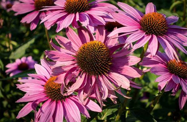 Echinacea, l’antivirale naturale