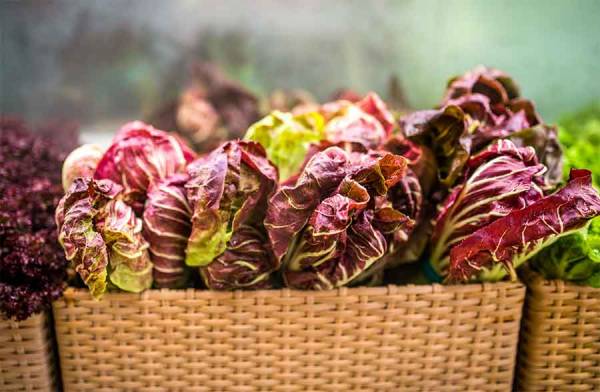 Radicchio, una preziosa riserva di minerali e vitamine