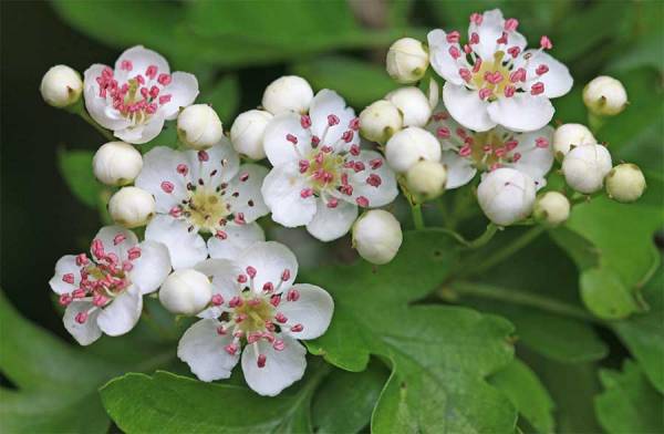 Biancospino, amico del cuore