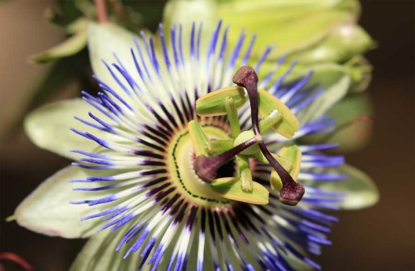 Passiflora: un aiuto contro lo stress