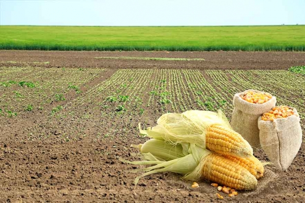 OGM, i motivi del no