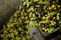 alce nero - olio extravergine di oliva biologico