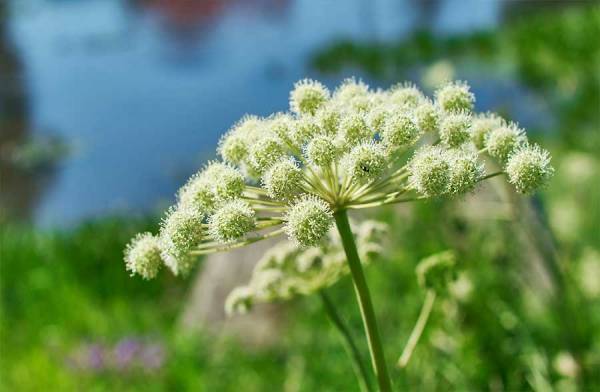 Angelica, l&#039;erba degli angeli