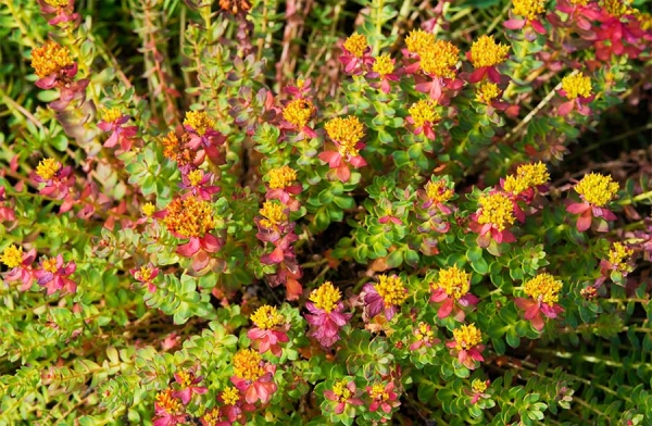 Rhodiola rosea, un rimedio anti-fatica