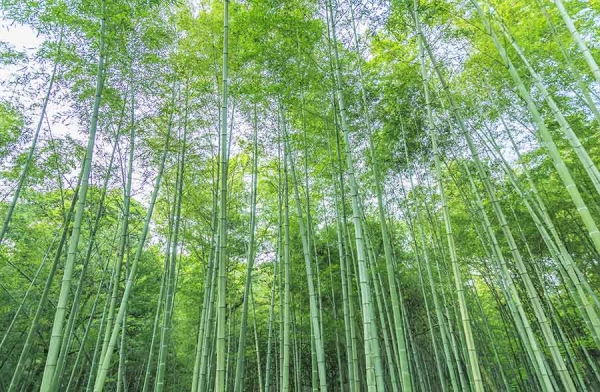 Materiali ecologici