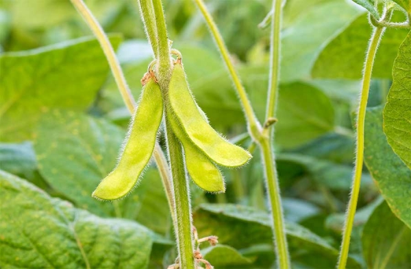 Soia, fonti e benefici