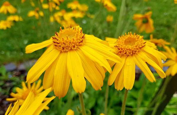 Arnica, una cura per le infiammazioni