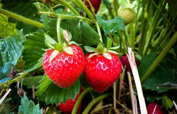 Fragola, una fonte di salute