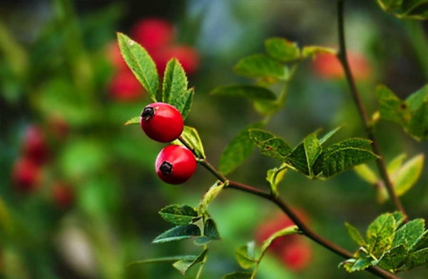 Rosa canina, la bacca che cura