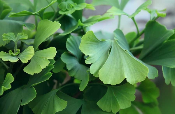 Ginkgo biloba, l’albero della vita