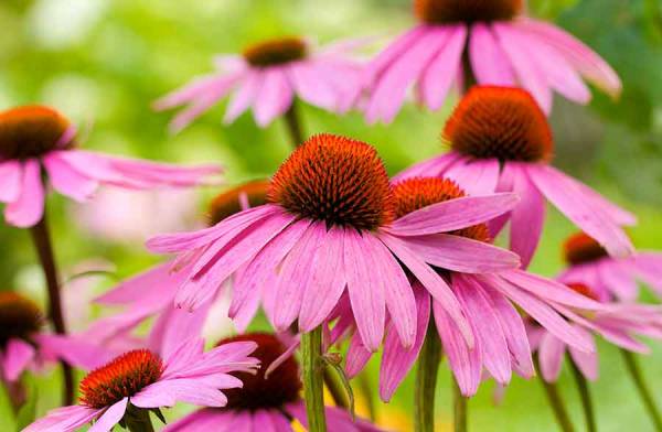 Echinacea, stimola le difese immunitarie