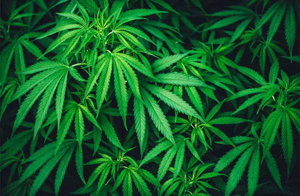 Cannabis,  dalla pianta all’olio