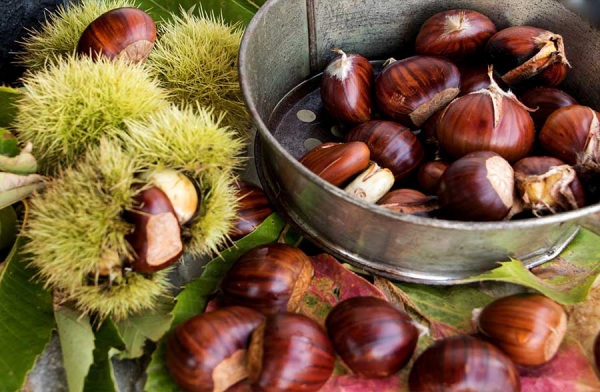 Castagna, il frutto dell’autunno